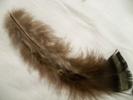<img0*100:stuff/z/39710/feathers%2520by%2520hanhepi/turkey%20body%20loose%203.JPG>