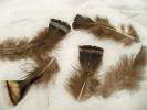 <img0*100:stuff/z/39710/feathers%2520by%2520hanhepi/turkey%20body%20loose.JPG>