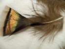 <img0*100:stuff/z/39710/feathers%2520by%2520hanhepi/turkey%20body%20loose2.JPG>