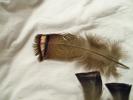 <img0*100:stuff/z/39710/feathers%2520by%2520hanhepi/turkey%20body.JPG>