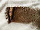 <img0*100:stuff/z/39710/feathers%2520by%2520hanhepi/turkey%20body2.JPG>