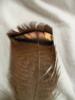 <img0*100:stuff/z/39710/feathers%2520by%2520hanhepi/turkey%20body3.JPG>
