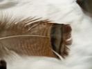 <img0*100:stuff/z/39710/feathers%2520by%2520hanhepi/turkey%20body4.JPG>