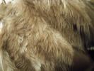 <img0*100:stuff/z/39710/feathers%2520by%2520hanhepi/turkey%20bundled%20fuzzy%20detail.JPG>