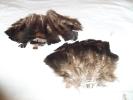 <img0*100:stuff/z/39710/feathers%2520by%2520hanhepi/turkey%20bundled.JPG>