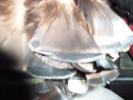 <img0*100:stuff/z/39710/feathers%2520by%2520hanhepi/turkey%20bundled2.JPG>