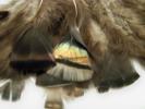 <img0*100:stuff/z/39710/feathers%2520by%2520hanhepi/turkey%20bundled3.JPG>