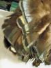 <img0*100:stuff/z/39710/feathers%2520by%2520hanhepi/turkey%20bundled4.JPG>