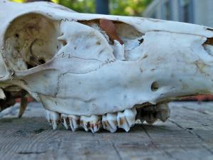 <img300*0:stuff/z/39710/hanhepi%2527s%2520deer%2520skull/008.JPG>