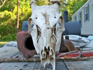 <img300*0:stuff/z/39710/hanhepi%2527s%2520deer%2520skull/009.JPG>