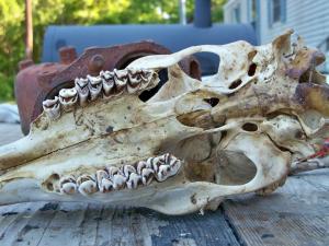 <img300*0:stuff/z/39710/hanhepi%2527s%2520deer%2520skull/010.JPG>