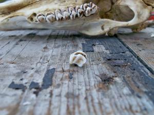 <img300*0:stuff/z/39710/hanhepi%2527s%2520deer%2520skull/011.JPG>