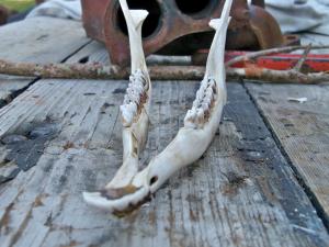 <img300*0:stuff/z/39710/hanhepi%2527s%2520deer%2520skull/012.JPG>