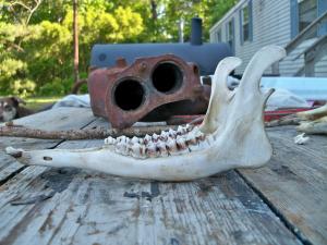 <img300*0:stuff/z/39710/hanhepi%2527s%2520deer%2520skull/013.JPG>