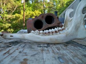 <img300*0:stuff/z/39710/hanhepi%2527s%2520deer%2520skull/014.JPG>
