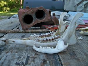 <img300*0:stuff/z/39710/hanhepi%2527s%2520deer%2520skull/015.JPG>