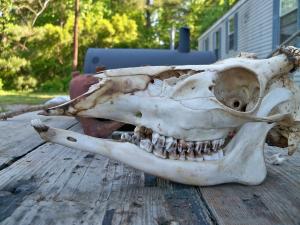 <img300*0:stuff/z/39710/hanhepi%2527s%2520deer%2520skull/016.JPG>
