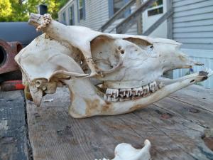 <img300*0:stuff/z/39710/hanhepi%2527s%2520deer%2520skull/017.JPG>