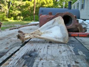 <img300*0:stuff/z/39710/hanhepi%2527s%2520deer%2520skull/018.JPG>