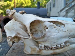 <img300*0:stuff/z/39710/hanhepi%2527s%2520deer%2520skull/019.JPG>