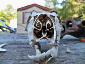 <img300*0:stuff/z/39710/hanhepi%2527s%2520deer%2520skull/020.JPG>