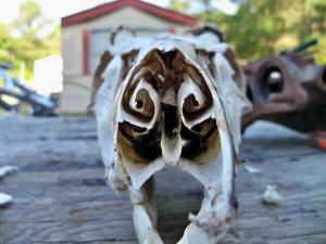 <img300*0:stuff/z/39710/hanhepi%2527s%2520deer%2520skull/023.JPG>