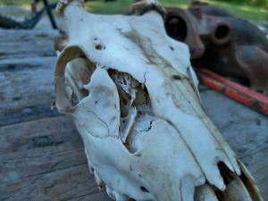 <img300*0:stuff/z/39710/hanhepi%2527s%2520deer%2520skull/025.JPG>