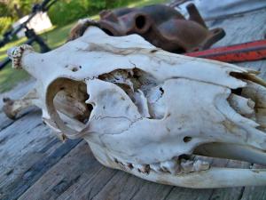 <img300*0:stuff/z/39710/hanhepi%2527s%2520deer%2520skull/026.JPG>