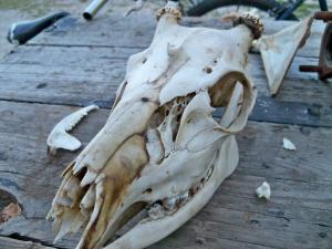 <img300*0:stuff/z/39710/hanhepi%2527s%2520deer%2520skull/027.JPG>