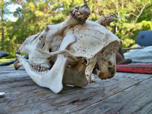 <img300*0:stuff/z/39710/hanhepi%2527s%2520deer%2520skull/028.JPG>