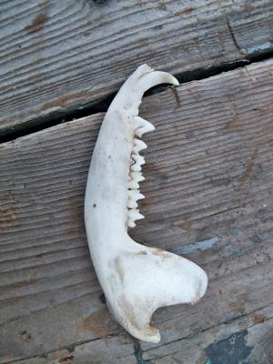 <img300*0:stuff/z/39710/hanhepi%2527s%2520deer%2520skull/032.JPG>