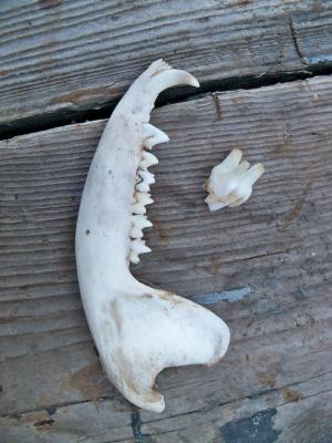 <img300*0:stuff/z/39710/hanhepi%2527s%2520deer%2520skull/033.JPG>