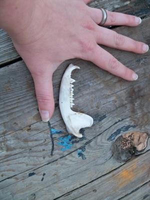 <img300*0:stuff/z/39710/hanhepi%2527s%2520deer%2520skull/034.JPG>
