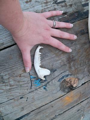 <img300*0:stuff/z/39710/hanhepi%2527s%2520deer%2520skull/035.JPG>