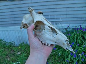 <img300*0:stuff/z/39710/hanhepi%2527s%2520deer%2520skull/036.JPG>