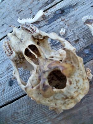 <img300*0:stuff/z/39710/hanhepi%2527s%2520deer%2520skull/037.JPG>