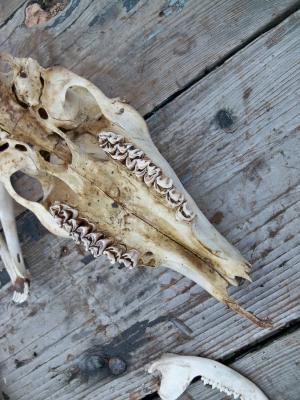 <img300*0:stuff/z/39710/hanhepi%2527s%2520deer%2520skull/038.JPG>