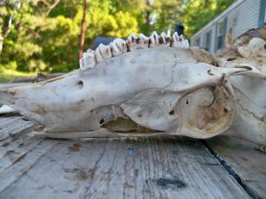 <img300*0:stuff/z/39710/hanhepi%2527s%2520deer%2520skull/039.JPG>