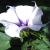 <img50*50:stuff/z/40324/PhotosAkaiKirisNewHome/Photo%20154.jpg>