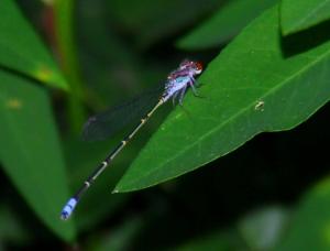 <img300*0:http://elftown.heddate.com/stuff/z/40324/SS_Vacation_2008/DragonflySmall.jpg>