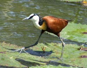 <img300*0:stuff/z/40324/SS_Vacation_2008/Jacana1.jpg>