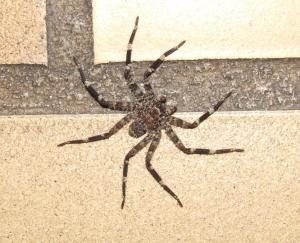 <img300*0:http://elftown.heddate.com/stuff/z/40324/SS_Vacation_2008/Spider.jpg>