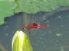 <img100*0:stuff/z/40324/Vacation%2520Photos%2520TK/Photo%20272.jpg>