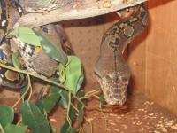 <img200*0:stuff/z/40466/house%2520of%2520reptiles/i1173147025_1.jpg>