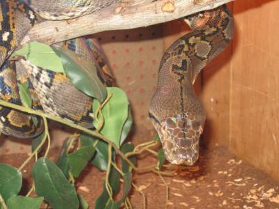 <img400*0:http://elftown.heddate.com/stuff/z/40466/house%2520of%2520reptiles/i1173147025_1.jpg>