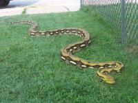 <img200*0:stuff/z/40466/house%2520of%2520reptiles/i1173147025_2.jpg>