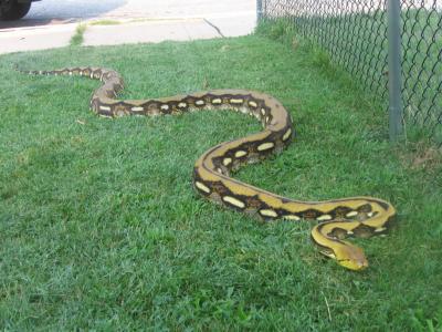 <img400*0:http://elftown.heddate.com/stuff/z/40466/house%2520of%2520reptiles/i1173147025_2.jpg>