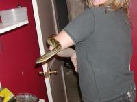 <img200*0:stuff/z/40466/house%2520of%2520reptiles/i1173147025_4.jpg>