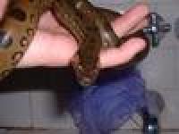 <img200*0:stuff/z/40466/house%2520of%2520reptiles/i1173147025_5.jpg>