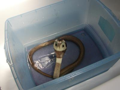 <img400*0:http://elftown.heddate.com/stuff/z/40466/house%2520of%2520reptiles/i1173147025_6.jpg>